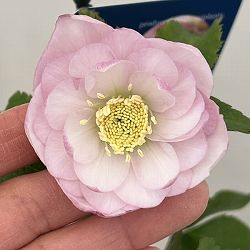 クリスマスローズ：ベーシックダブル26-30／1.5Lポット【現品販売】