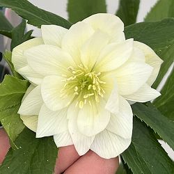 クリスマスローズ：ベーシックダブル26-31／1.5Lポット【現品販売】