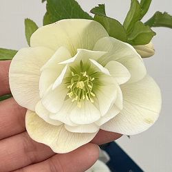 クリスマスローズ：ベーシックダブル26-32／1.5Lポット【現品販売】