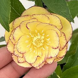 クリスマスローズ：ベーシックダブル26-33／1.5Lポット【現品販売】