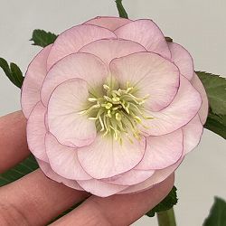 クリスマスローズ：ベーシックダブル26-34／1.5Lポット【現品販売】