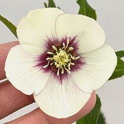 クリスマスローズ：セレクトシングル26-01／1.5Lポット【現品販売】