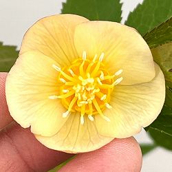 クリスマスローズ：セレクトシングル26-02／1.5Lポット【現品販売】