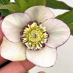 クリスマスローズ：セレクトシングル26-03／1.5Lポット【現品販売】