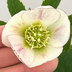 クリスマスローズ：セレクトシングル26-05／1.5Lポット【現品販売】