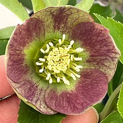 クリスマスローズ：セレクトシングル26-08／1.5Lポット【現品販売】