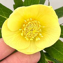 クリスマスローズ：セレクトシングル26-09／1.5Lポット【現品販売】