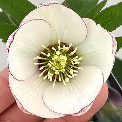 クリスマスローズ：セレクトシングル26-11／1.5Lポット【現品販売】