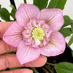 クリスマスローズ：セレクトセミダブル26-01／1.5Lポット【現品販売】