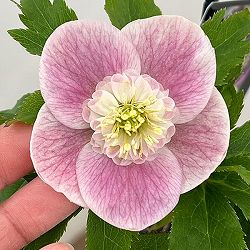 クリスマスローズ：セレクトセミダブル26-03／1.5Lポット【現品販売】