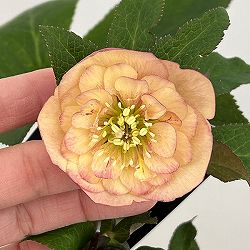 クリスマスローズ：セレクトセミダブル26-06／1.5Lポット【現品販売】