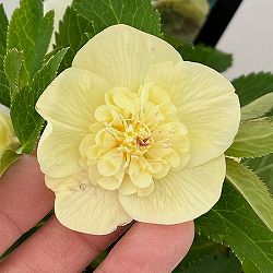 クリスマスローズ：セレクトセミダブル26-07／1.5Lポット【現品販売】