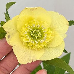 クリスマスローズ：セレクトセミダブル26-13／1.5Lポット【現品販売】