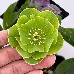 クリスマスローズ：セレクトセミダブル26-14／1.5Lポット【現品販売】