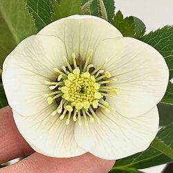 クリスマスローズ：スウィングシングル26-03　静／1.5Lポット【現品販売】