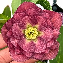 クリスマスローズ：セレクトダブル26-01／1.5Lポット【現品販売】