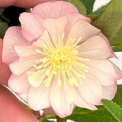 クリスマスローズ：セレクトダブル26-02／1.5Lポット【現品販売】