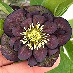 クリスマスローズ：セレクトダブル26-03／1.5Lポット【現品販売】