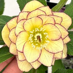 クリスマスローズ：セレクトダブル26-04／1.5Lポット【現品販売】