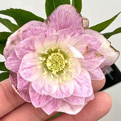 クリスマスローズ：セレクトダブル26-05／1.5Lポット【現品販売】