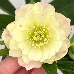 クリスマスローズ：セレクトダブル26-06／1.5Lポット【現品販売】