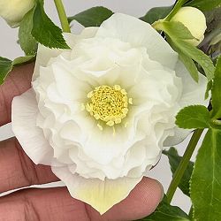 クリスマスローズ：セレクトダブル26-08／1.5Lポット【現品販売】