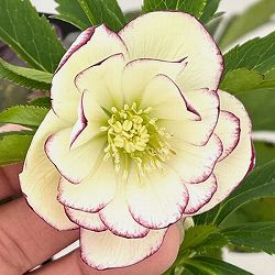 クリスマスローズ：セレクトダブル26-09／1.5Lポット【現品販売】