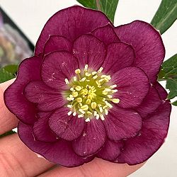 クリスマスローズ：セレクトダブル26-10／1.5Lポット【現品販売】