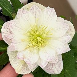 クリスマスローズ：セレクトダブル26-11／1.5Lポット【現品販売】