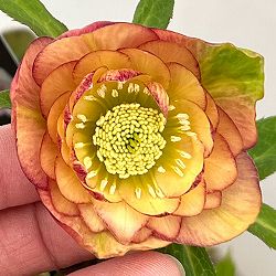 クリスマスローズ：セレクトダブル26-13／1.5Lポット【現品販売】