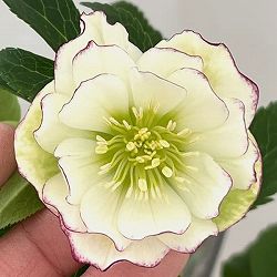 クリスマスローズ：セレクトダブル26-14／1.5Lポット【現品販売】