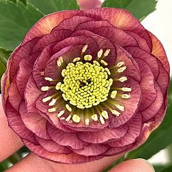 クリスマスローズ：セレクトダブル26-16／1.5Lポット【現品販売】