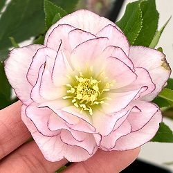 クリスマスローズ：セレクトダブル26-17／1.5Lポット【現品販売】