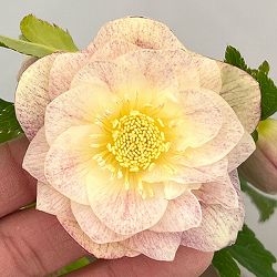 クリスマスローズ：セレクトダブル26-18／1.5Lポット【現品販売】