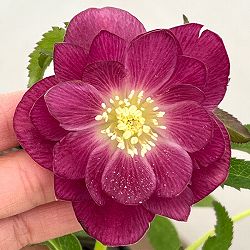 クリスマスローズ：セレクトダブル26-19／1.5Lポット【現品販売】