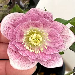 クリスマスローズ：セレクトダブル26-21／1.5Lポット【現品販売】