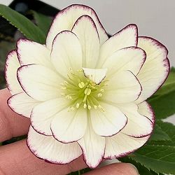 クリスマスローズ：セレクトダブル26-22／1.5Lポット【現品販売】