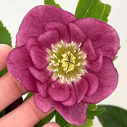 クリスマスローズ：セレクトダブル26-23／1.5Lポット【現品販売】