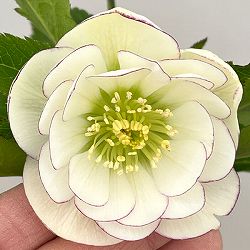 クリスマスローズ：セレクトダブル26-24／1.5Lポット【現品販売】