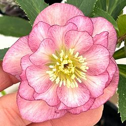 クリスマスローズ：セレクトダブル26-28／1.5Lポット【現品販売】