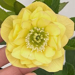 クリスマスローズ：セレクトダブル26-29／1.5Lポット【現品販売】