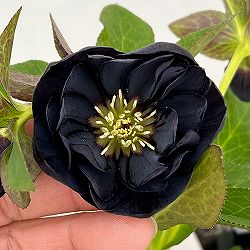 クリスマスローズ：セレクトダブル26-30／1.5Lポット【現品販売】