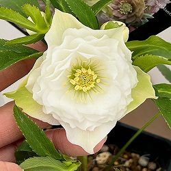 クリスマスローズ：セレクトダブル26-31レフレール系／1.5Lポット【現品販売】