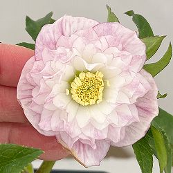 クリスマスローズ：セレクトダブル26-32／1.5Lポット【現品販売】