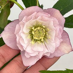 クリスマスローズ：セレクトダブル26-36しぼり／1.5Lポット【現品販売】