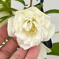 クリスマスローズ：セレクトダブル26-37レフレール系／1.5Lポット【現品販売】