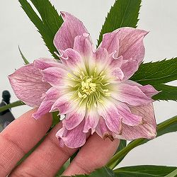 クリスマスローズ：セレクトダブル26-38ヘックス（HEXE）／1.5Lポット【現品販売】