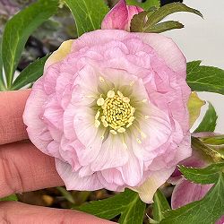 クリスマスローズ：セレクトダブル26-39レフレール系／1.5Lポット【現品販売】