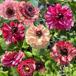 ラナンキュラス：イカロス　ローズピンク系（色幅あり）3.5号ポット