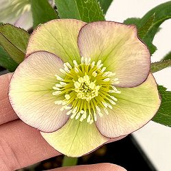 クリスマスローズ：スウィングシングル26-02／1.5Lポット【現品販売】